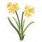 Small Daffodil Wall Stencil | 3040A by Designer Stencils | Floral Stencils | Reusable Art Craft Stencils for Painting on Walls, Canvas, Wood | Reusable Plastic Paint Stencil for Home Makeover | Easy to Use & Clean Art Stencil